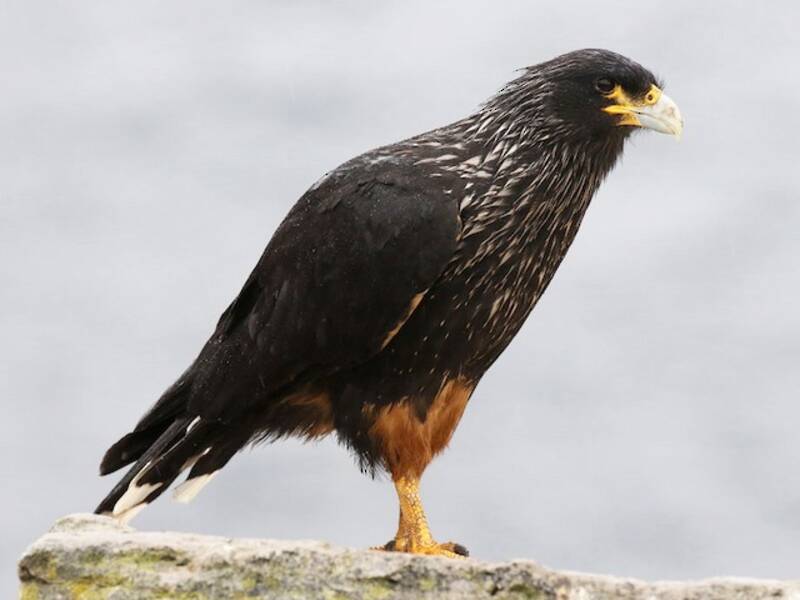 Striated Caracara, 照片 2