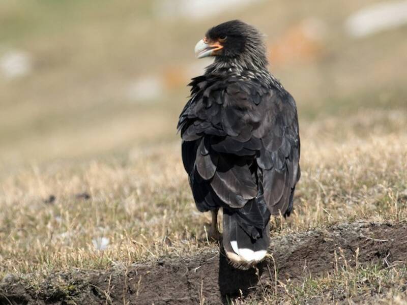 Striated Caracara, 照片 4
