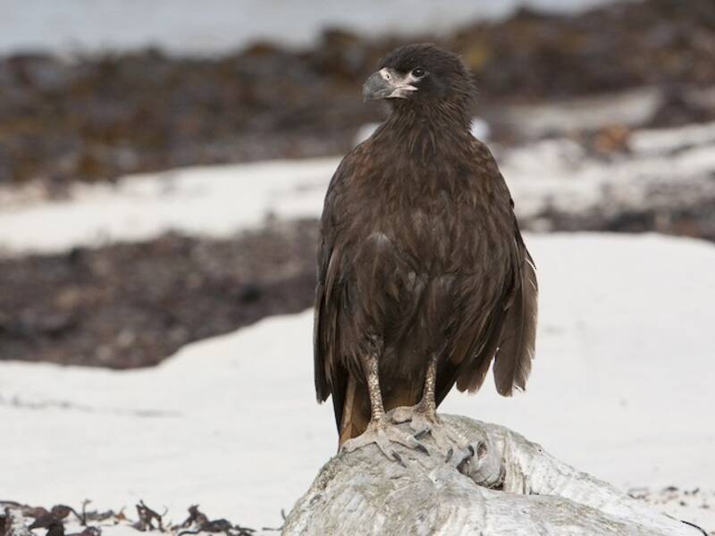 Striated Caracara, 照片 3