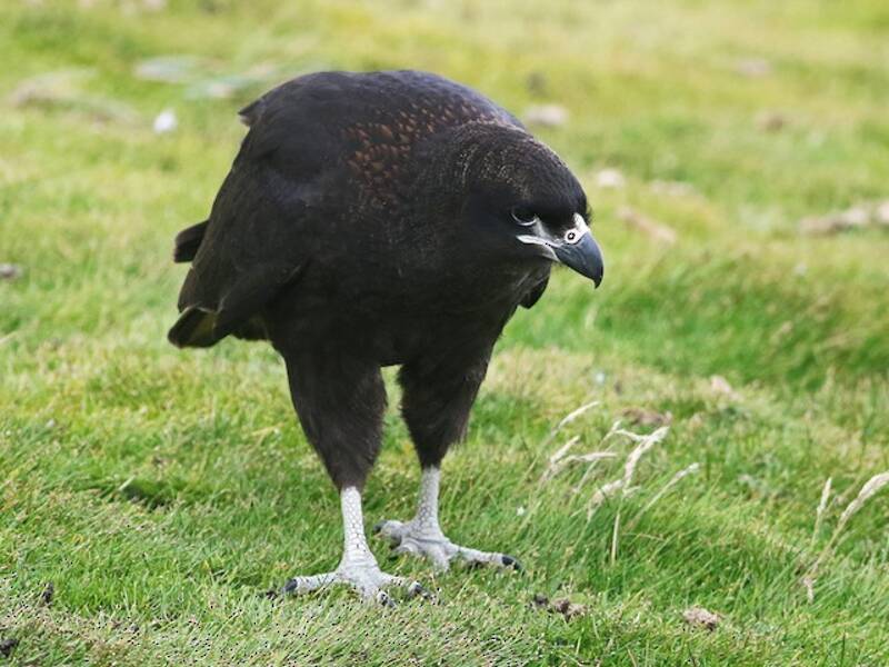 Caracara striato
