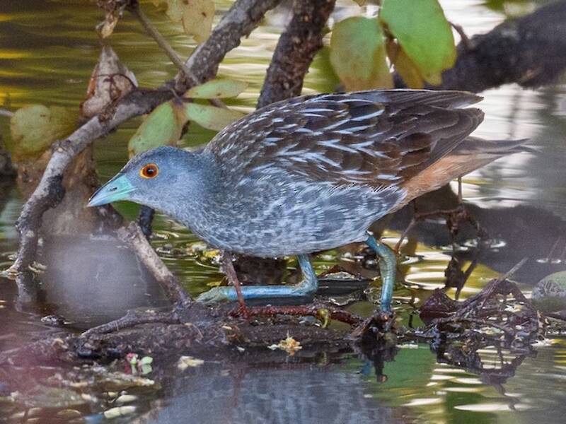 Polluela estriada