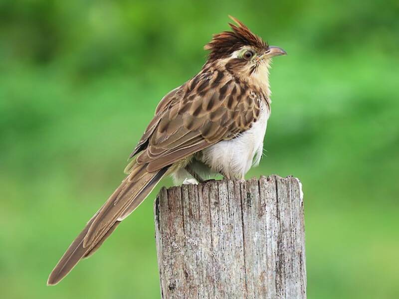 Striped Cuckoo, Photos 4