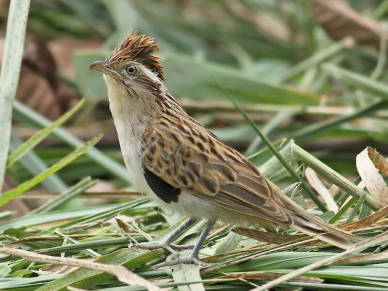 Striped Cuckoo, Photos 3