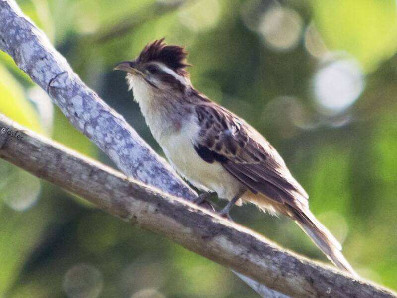 Striped Cuckoo, Photos 2