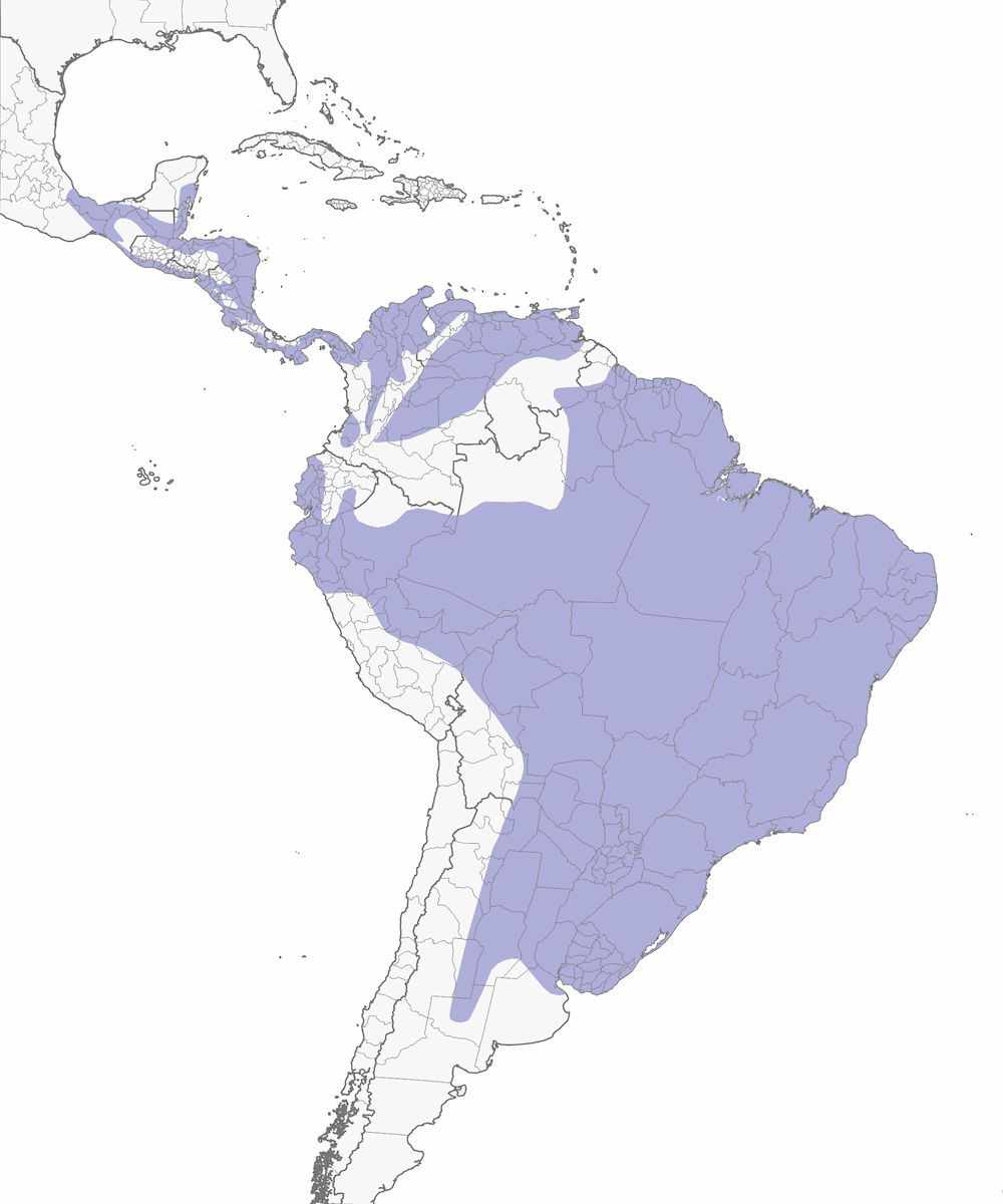 Striped Cuckoo, Distribution 1