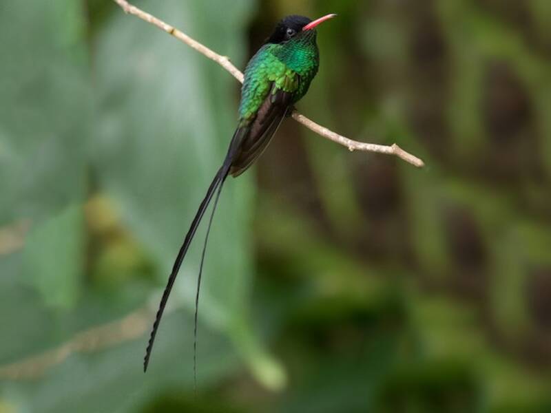 Colibrí Portacintas Piquirrojo, Fotos 3