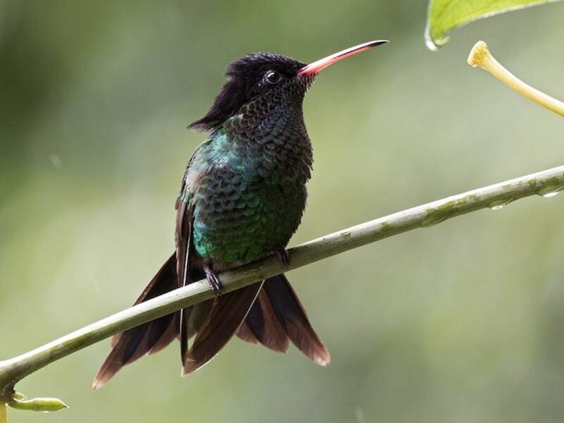 Colibrí Portacintas Piquirrojo, Fotos 4