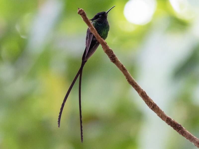 Colibrí Portacintas Piquinegro