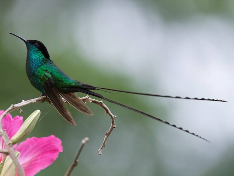 Colibrí Portacintas Piquinegro, Fotos 2