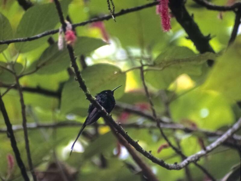 Colibrí Portacintas Piquinegro, Fotos 4