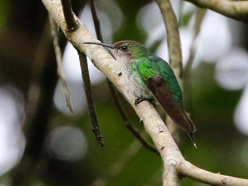 Colibrí Portacintas Piquinegro, Fotos 3
