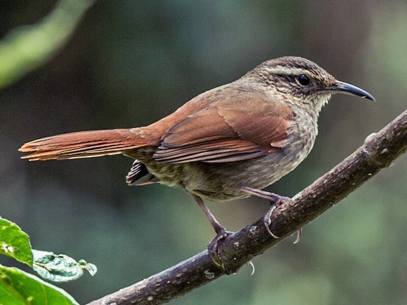 Caminero estriado, Fotos 4