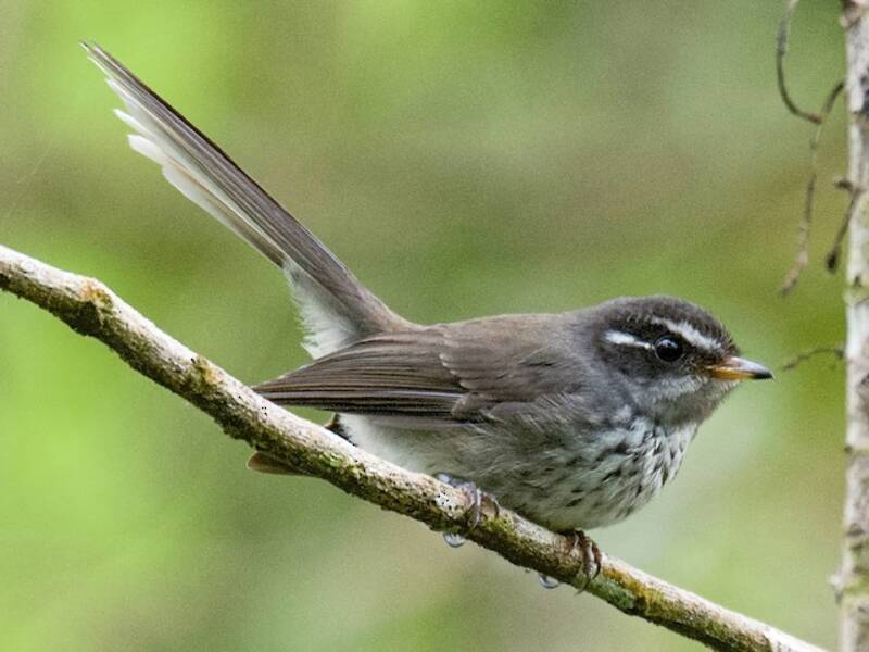 Coda a ventaglio striata di Vanuatu