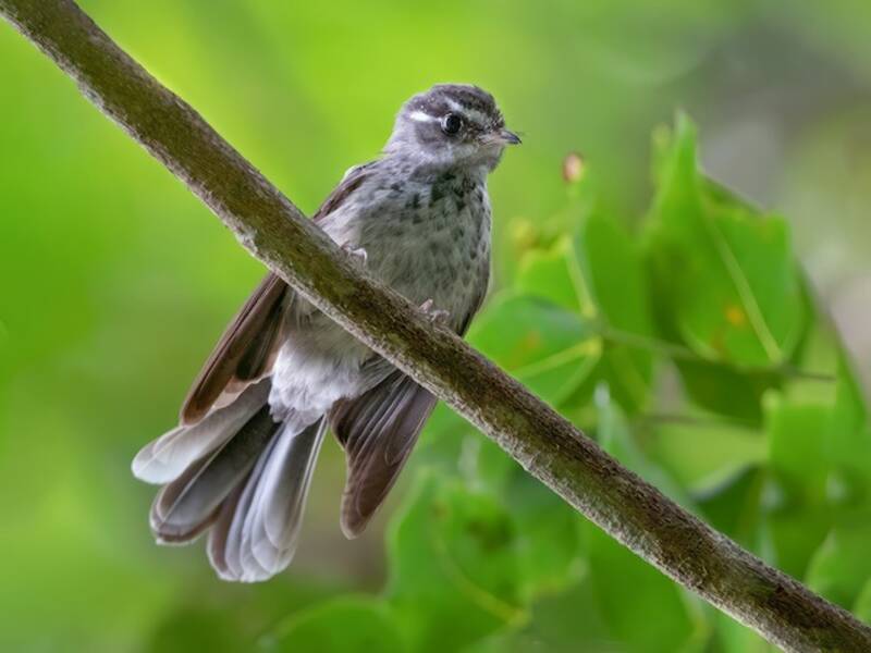 Vanuatu Streaked Fantail, Photos 3