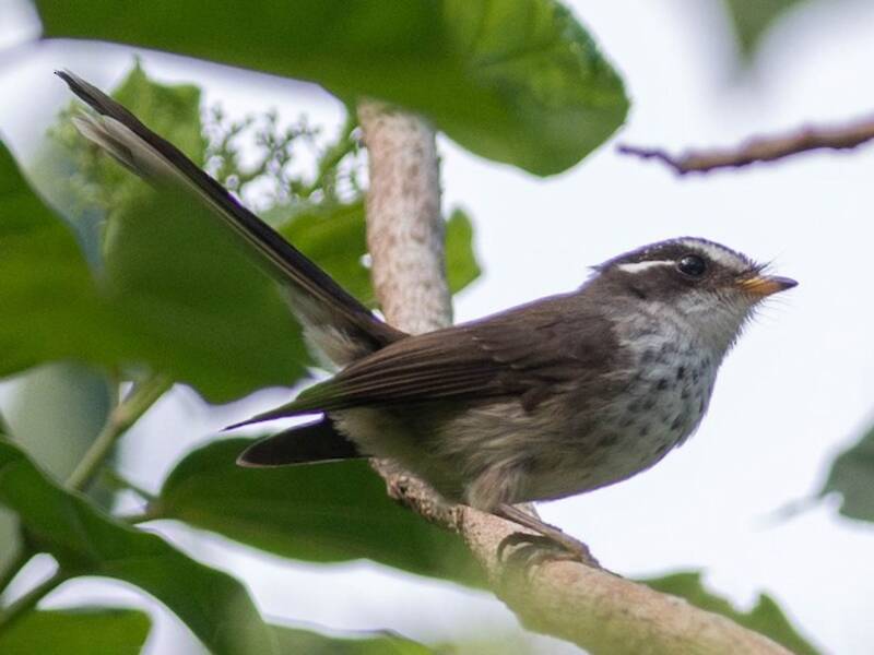 Vanuatu Streaked Fantail, Photos 2