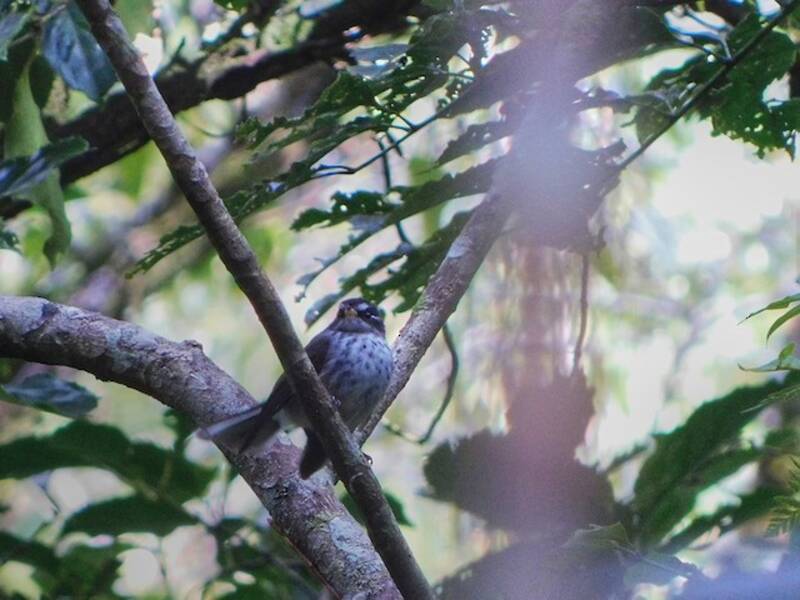 Vanuatu Streaked Fantail, Photos 4