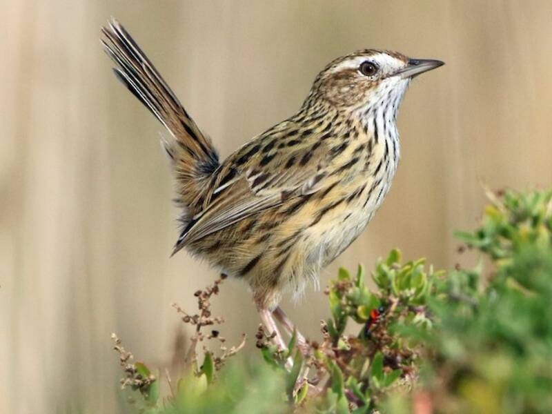 Striated Fieldwren, Photos 4