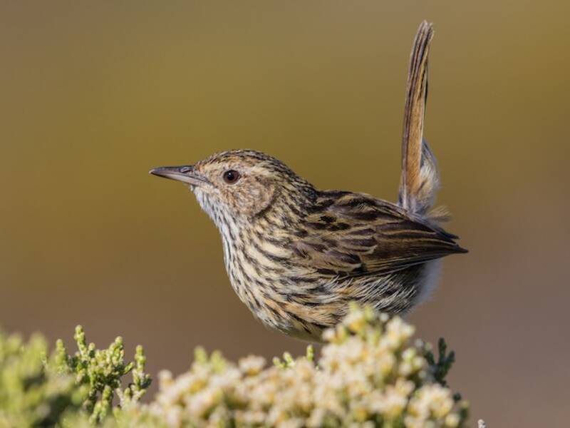 Striated Fieldwren, Photos 3
