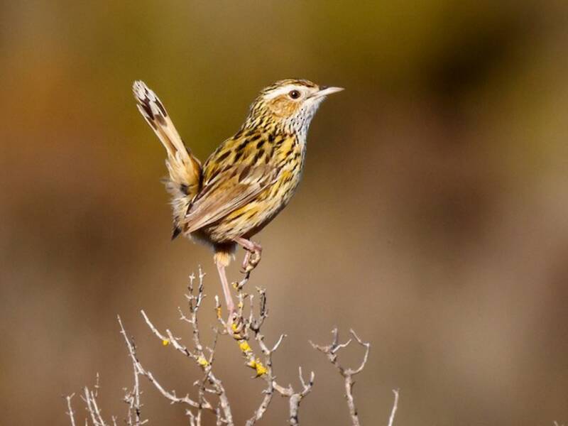 Striated Fieldwren, Photos 2
