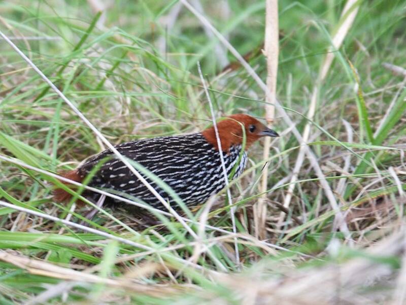 Striped Flufftail