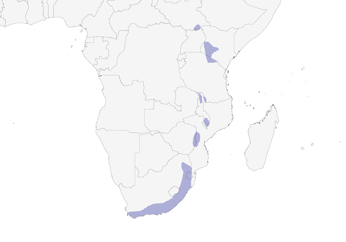Rallo striato, Distribuzione 1