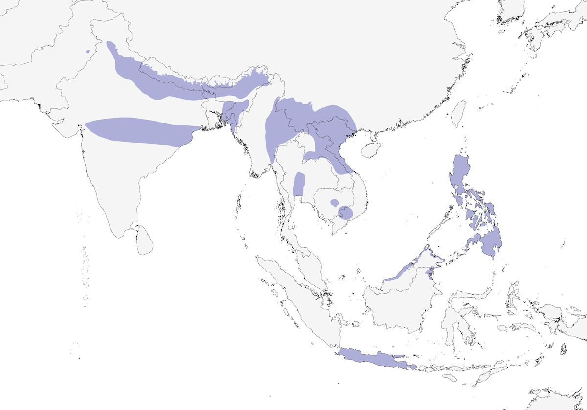 Carricerín estriado, Distribución 1