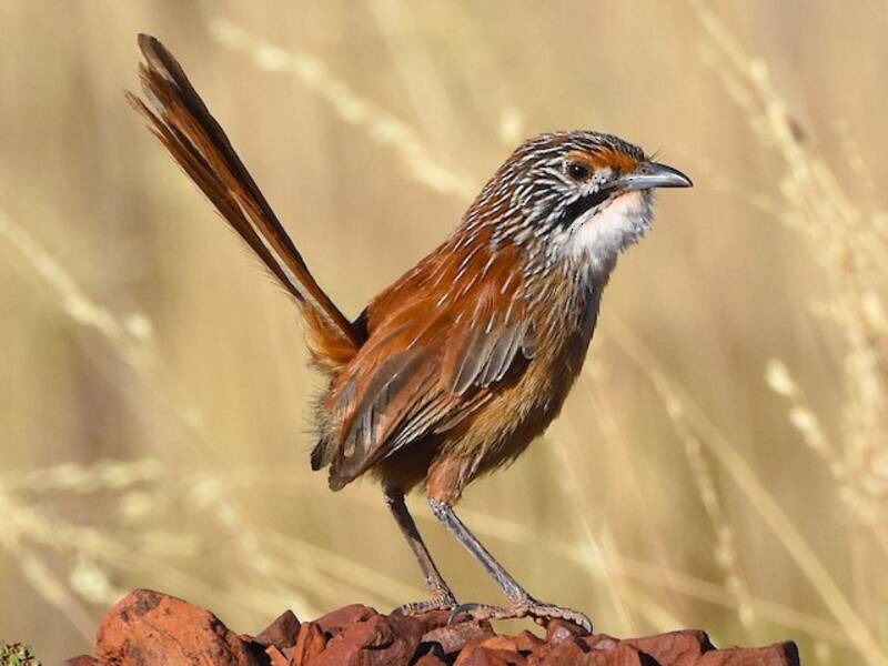 Pilbara Grasswren, 照片 4