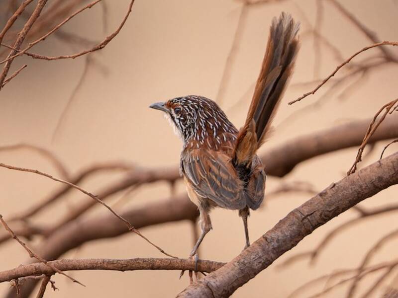 Pilbara Grasswren, 照片 2