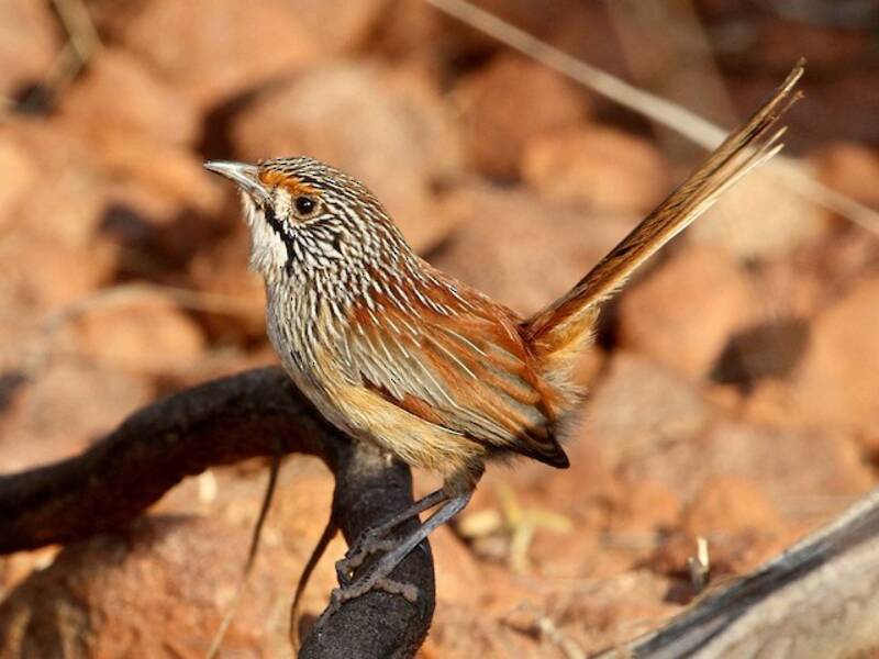 Pilbara Grasswren, 照片 3