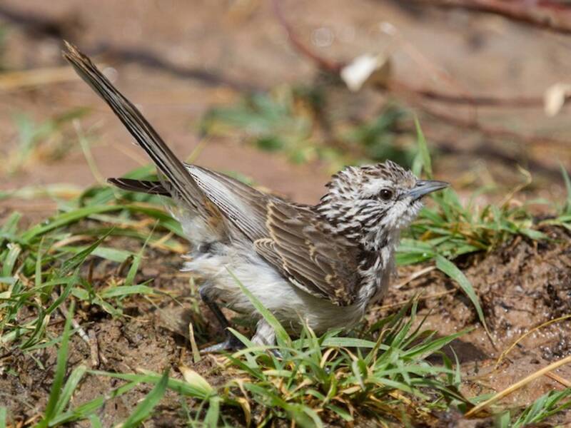 Striped Honeyeater