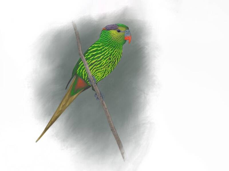 Streifenlori