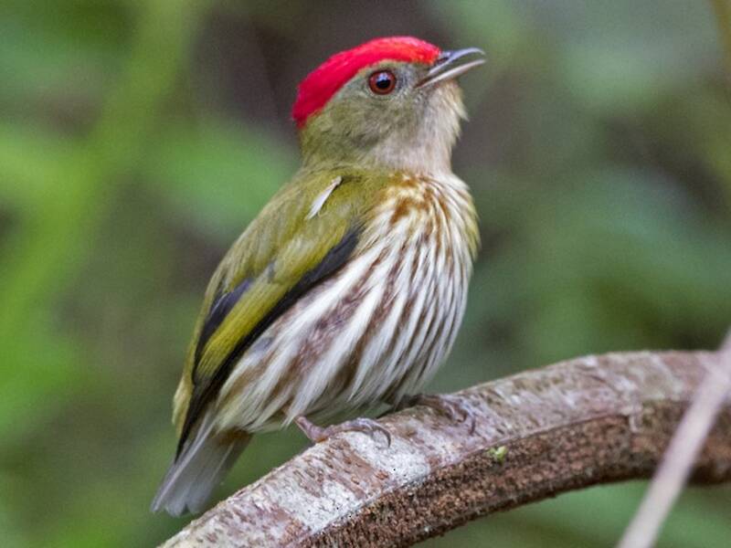 Manakin royal