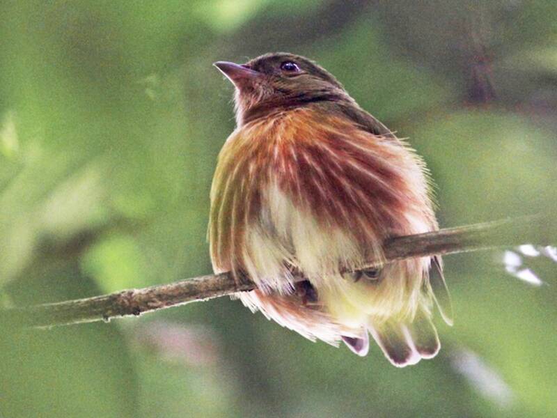 Manachino striato, Foto 2