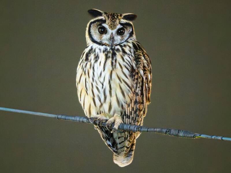 Striped Owl, 照片 3