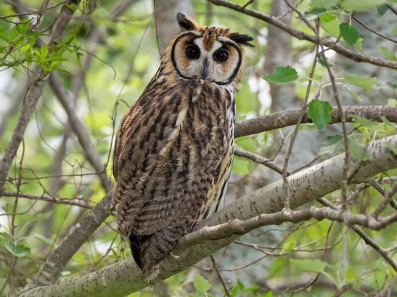 Striped Owl, 照片 2
