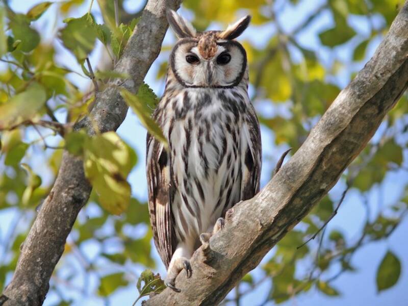 Striped Owl, 照片 4