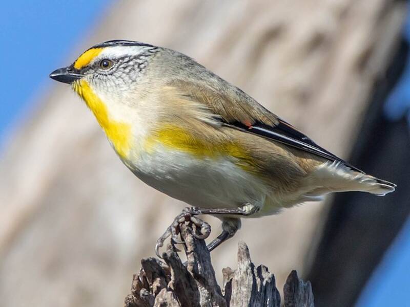 Streifen-Pardalote, Fotos 2
