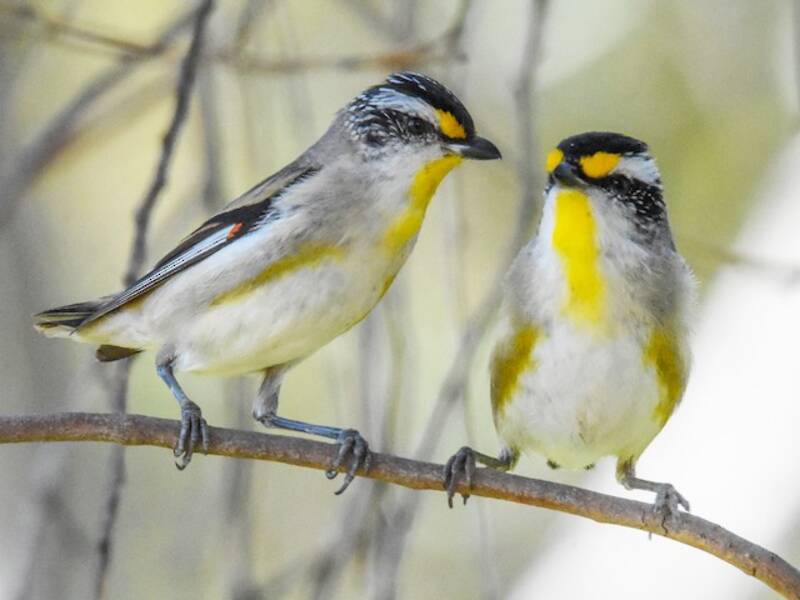 Streifen-Pardalote
