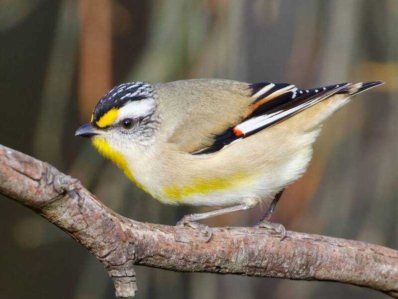 Streifen-Pardalote, Fotos 3
