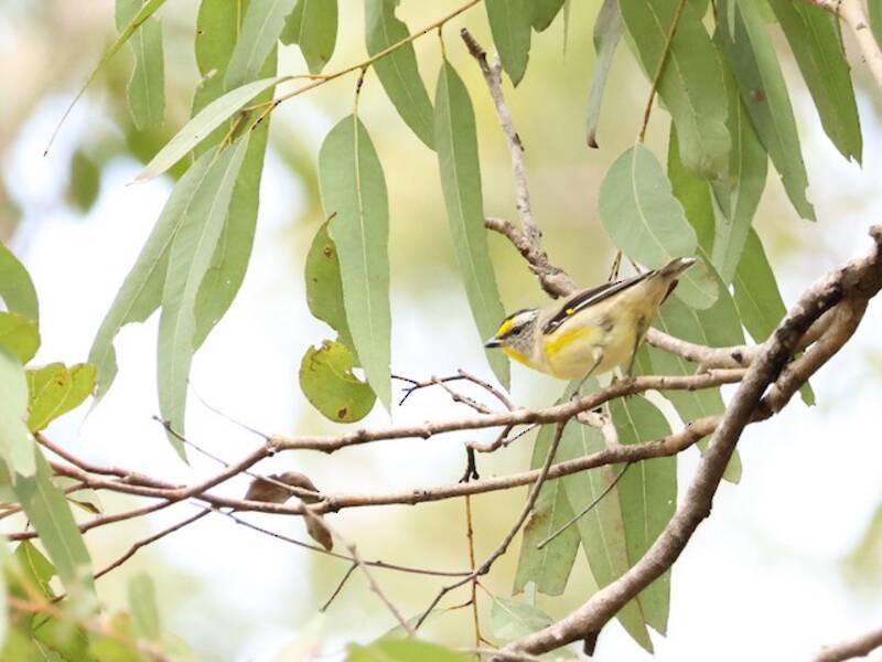 Streifen-Pardalote, Fotos 4