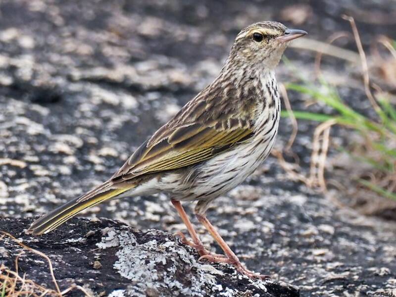 Striped Pipit, Photos 4