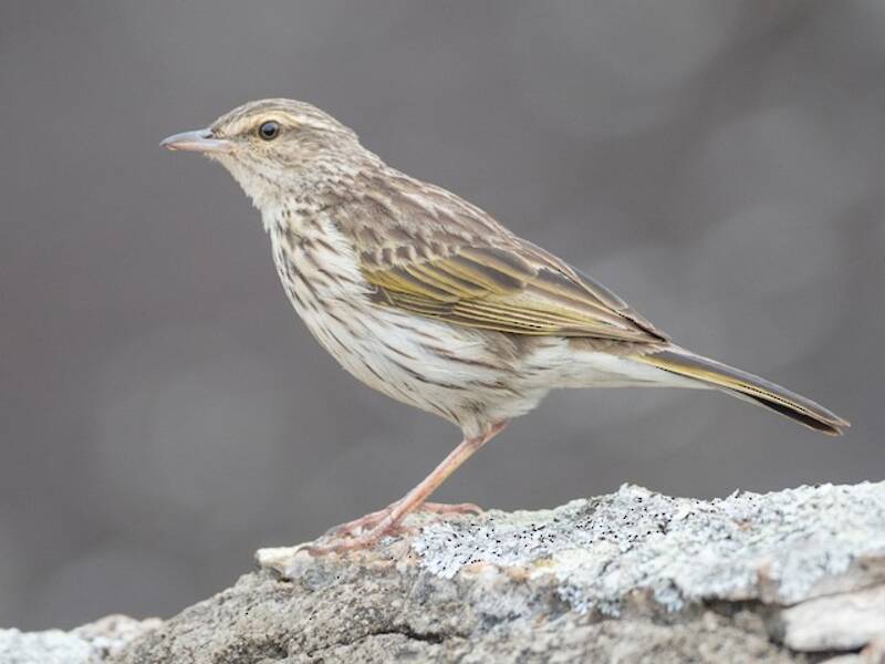 Striped Pipit, Photos 2