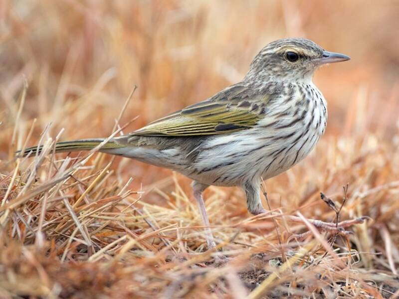 Striped Pipit, Photos 3