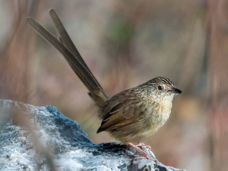 Prinia dalle sopracciglia, Foto 3