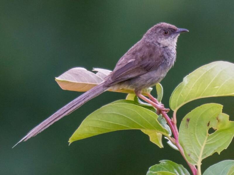 Himalayan Prinia