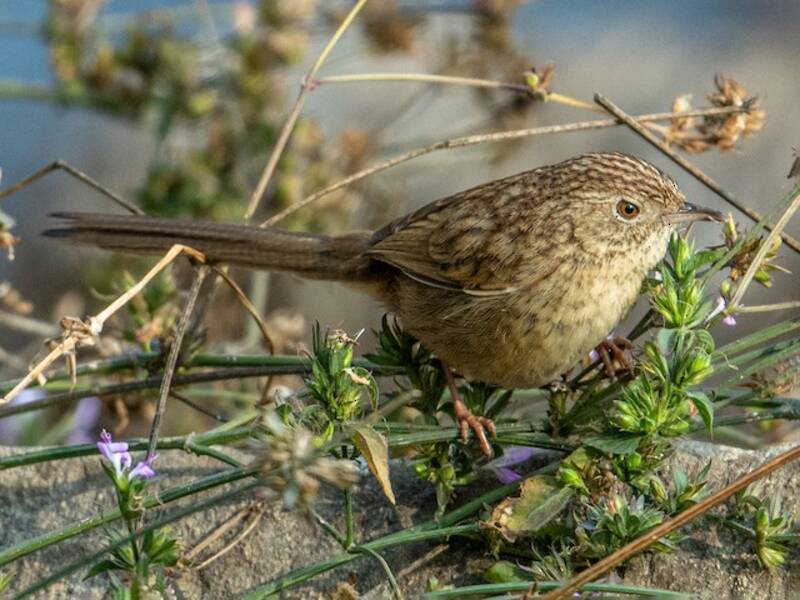 Prinia dalle sopracciglia, Foto 2