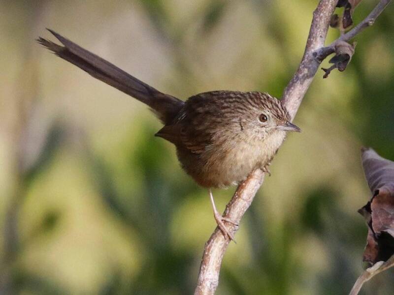 Prinia dalle sopracciglia, Foto 4