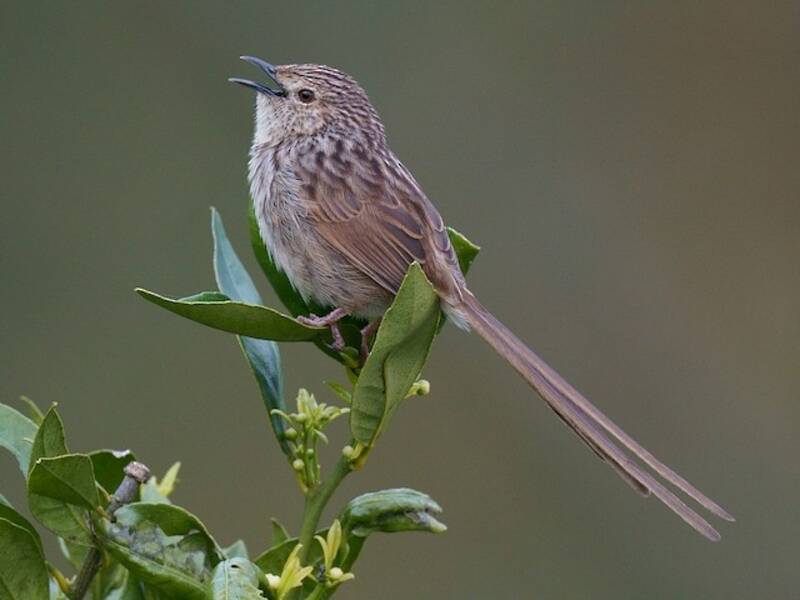 Prinia Rayada, Fotos 2