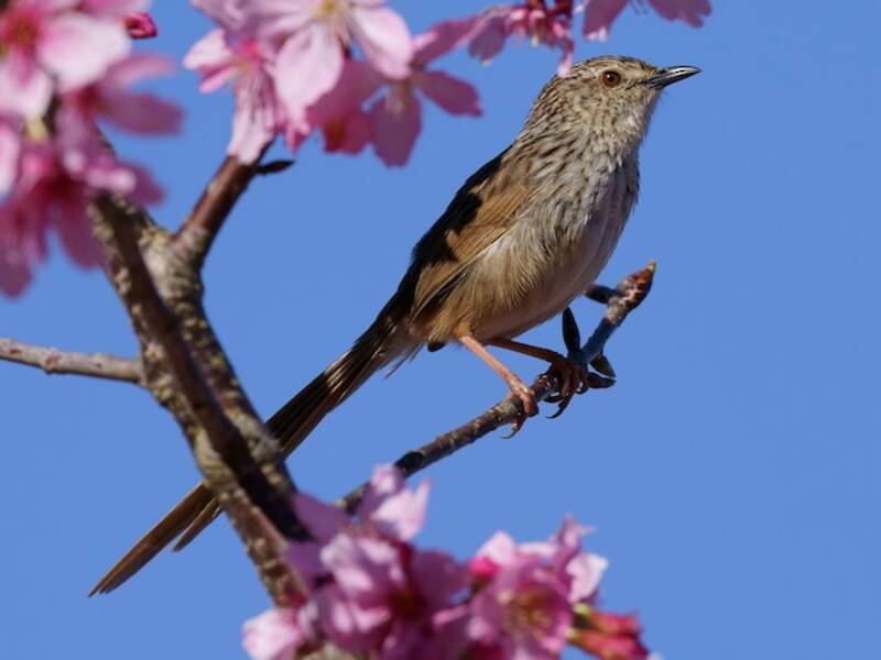 Prinia Rayada