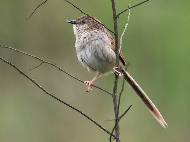 Prinia Rayada, Fotos 3